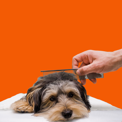 Grooming