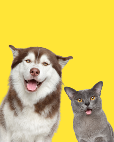 Pet essentials